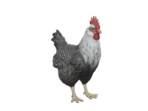 Pet Chicken | Catalana (Black White Head)