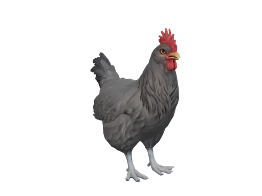 Pet Chicken | Catalana (Black)