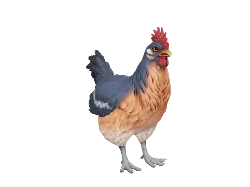 Pet Chicken | Catalana (Blue And Light Orange)