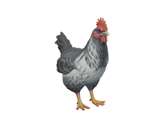 Pet Chicken | Catalana (Grey)