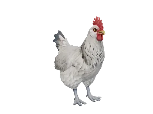 Pet Chicken | Catalana (White)