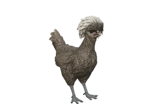 Pet Chicken | Polish (Black With White Head)