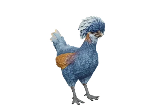 Pet Chicken | Polish (Blue)