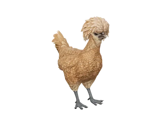 Pet Chicken | Polish (Brown)