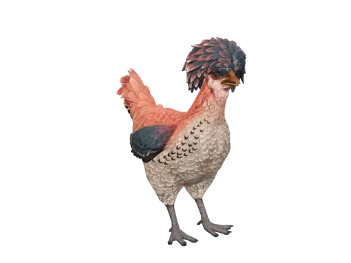Pet Chicken | Polish (Orange White Blue)