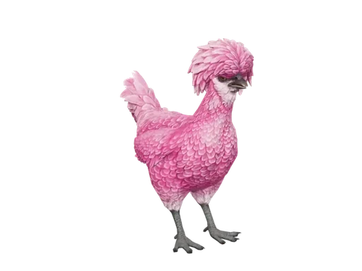Pet Chicken | Polish (Pink)
