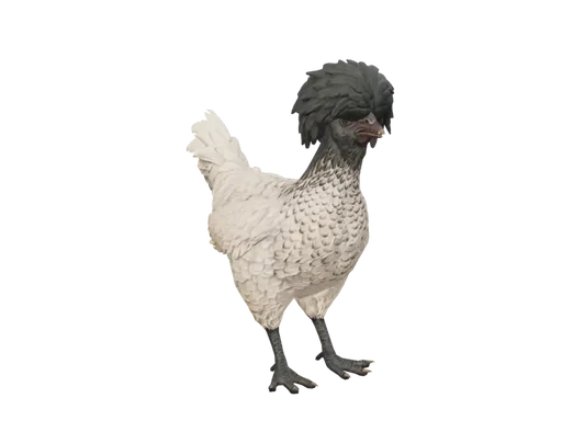 Pet Chicken | Polish (White Black Head)