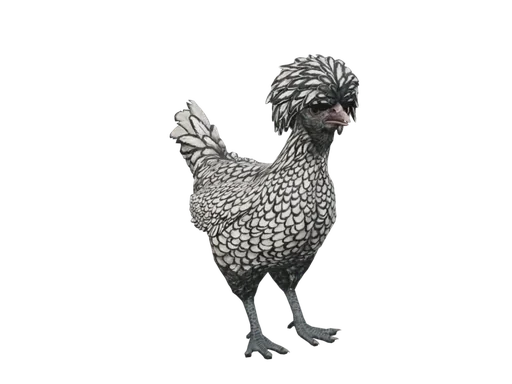 Pet Chicken | Polish (White With Black Wing Tips)