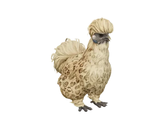 Pet Chicken | Silkie (Leopard)
