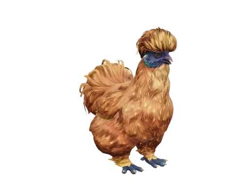 Pet Chicken | Silkie (Orange)