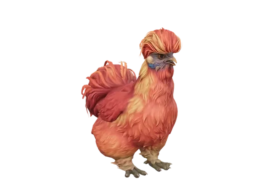 Pet Chicken | Silkie (Red)
