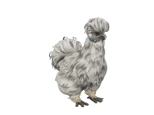 Pet Chicken | Silkie (Splash)