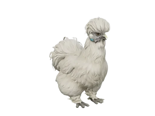 Pet Chicken | Silkie (White)